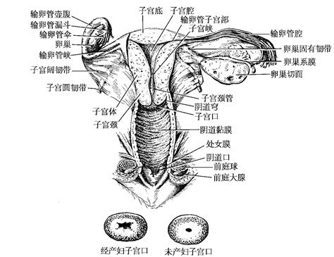 女人形|女性生殖器官结构科普/女性的自我认识